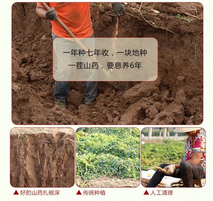 闪购|秋季滋补哪家强？当令食材之铁棍山药、板栗南瓜可以有