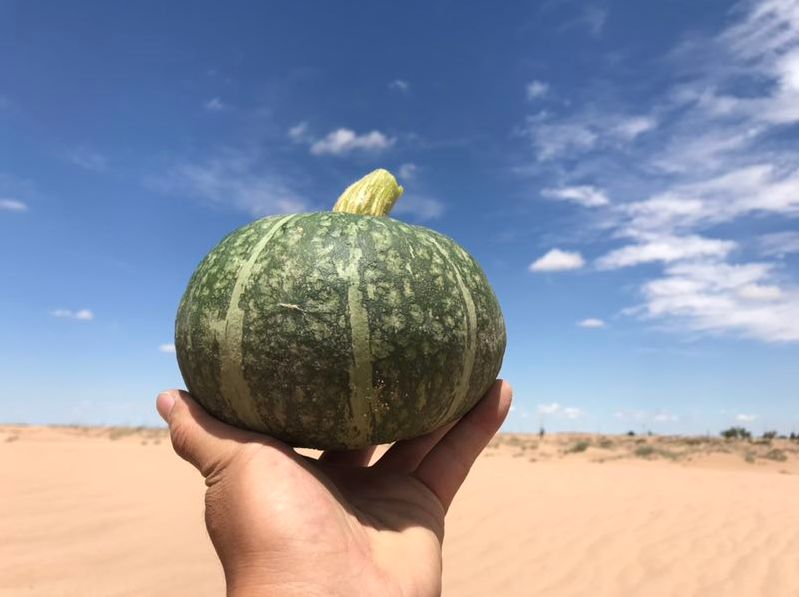 闪购|秋季滋补哪家强？当令食材之铁棍山药、板栗南瓜可以有