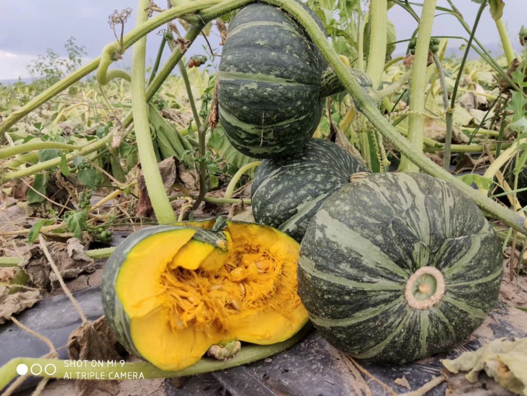 闪购|秋季滋补哪家强？当令食材之铁棍山药、板栗南瓜可以有