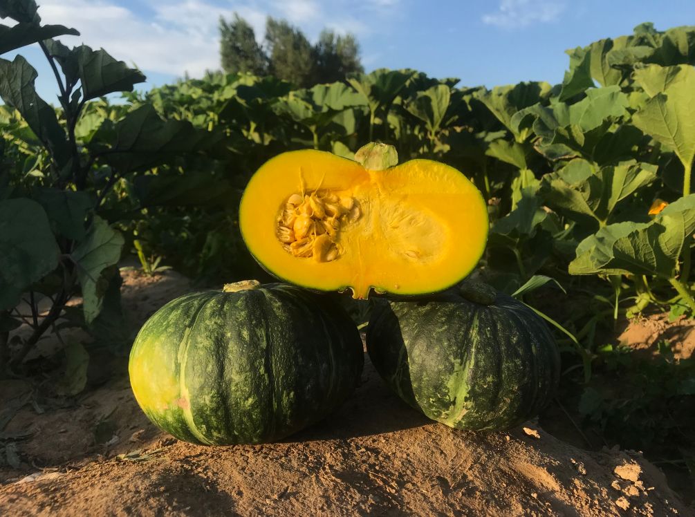 闪购|秋季滋补哪家强？当令食材之铁棍山药、板栗南瓜可以有