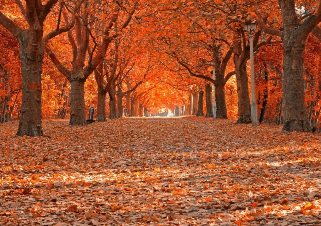 今日秋分人间最美时节,秋分天高云淡