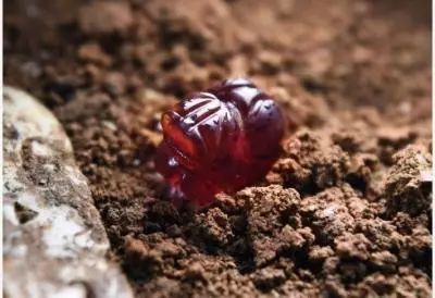 古墓被盗留下的国宝,古墓被盗一口棺材