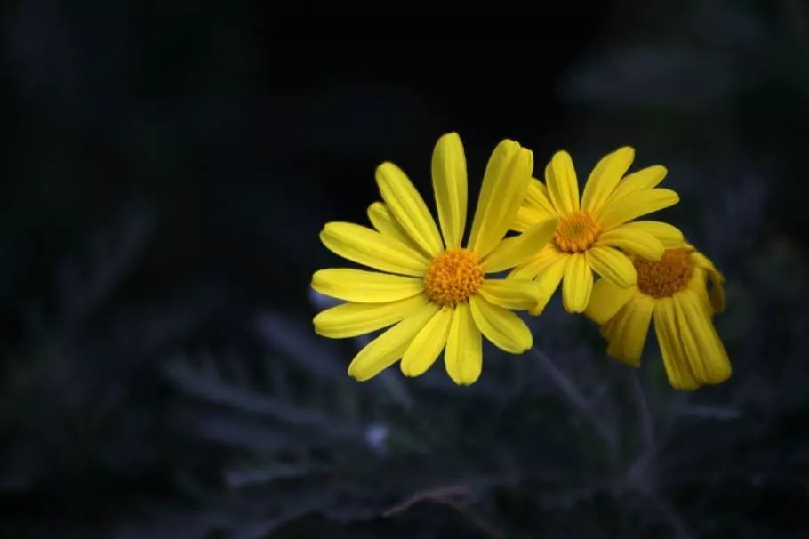 《当代》40年|冯骥才:雕花烟斗