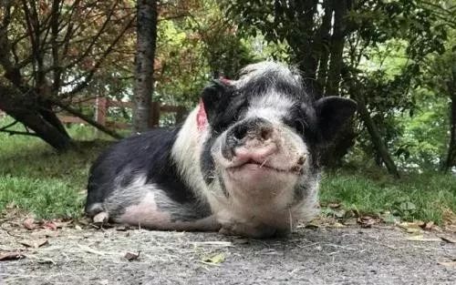 乡村振兴100个盈利模式,乡村振兴项目包括生态农庄