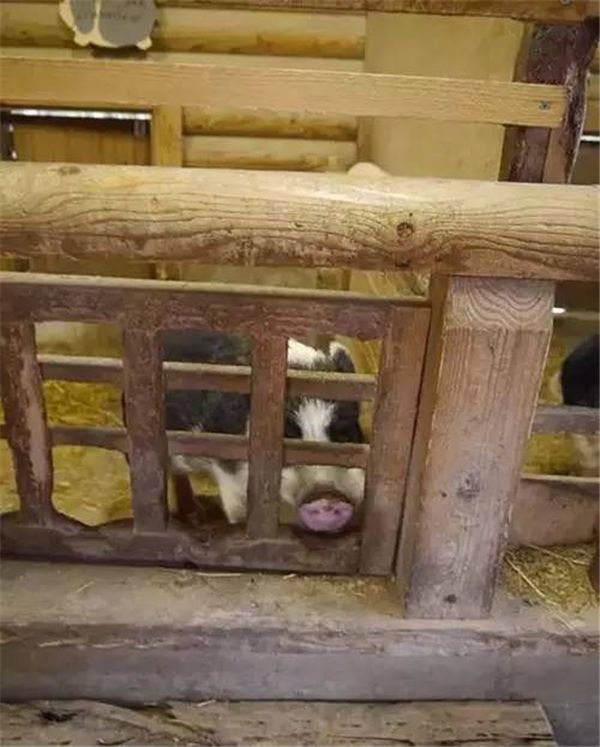 乡村振兴100个盈利模式,乡村振兴项目包括生态农庄