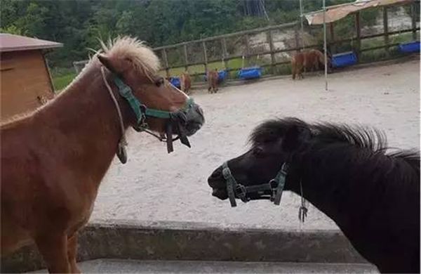 乡村振兴100个盈利模式,乡村振兴项目包括生态农庄