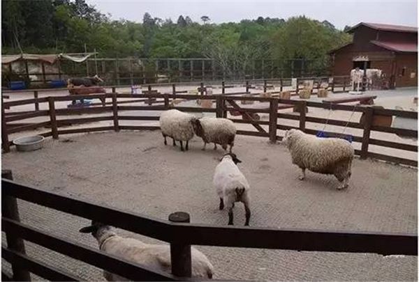 乡村振兴100个盈利模式,乡村振兴项目包括生态农庄