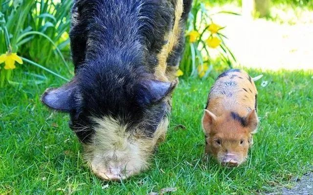 乡村振兴100个盈利模式,乡村振兴项目包括生态农庄