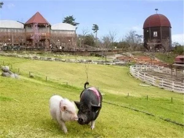 乡村振兴100个盈利模式,乡村振兴项目包括生态农庄