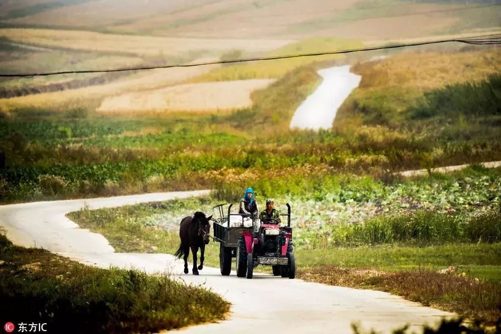 秋分节气是中国的农民丰收节,中国农民丰收节秋分2022年