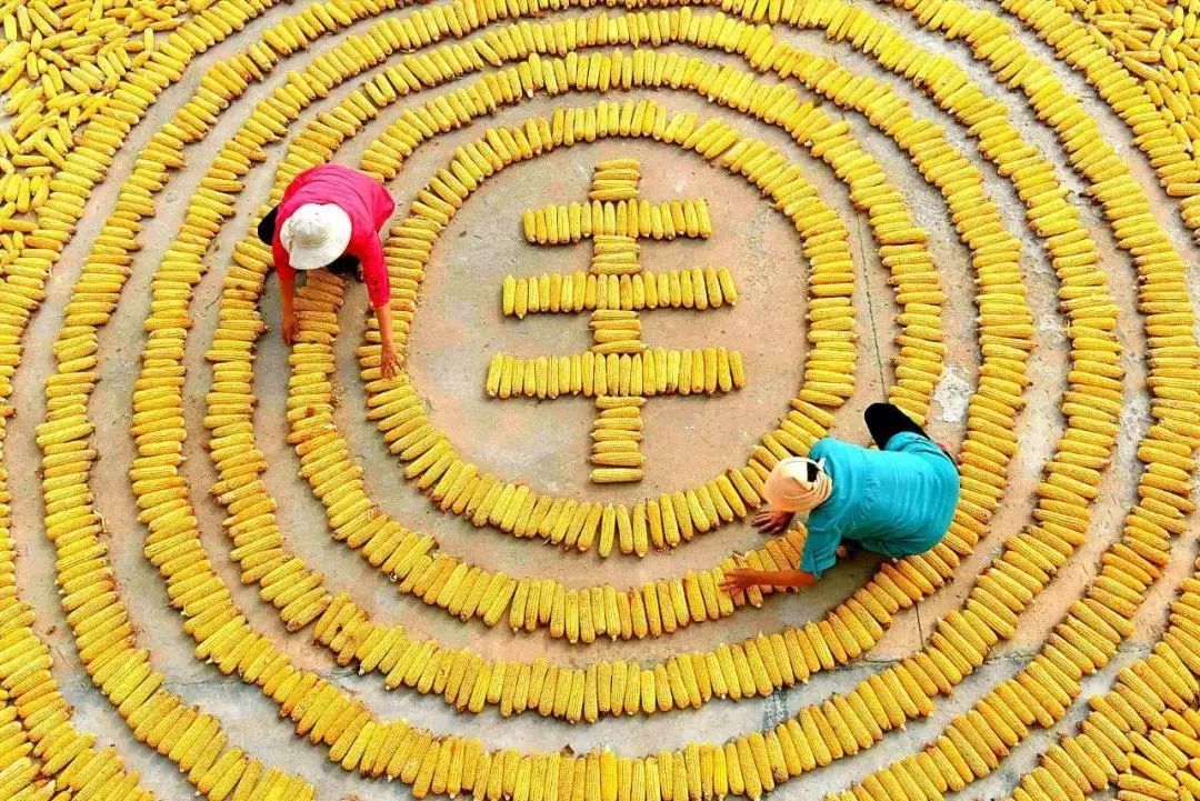 秋分节气是中国的农民丰收节,中国农民丰收节秋分2022年