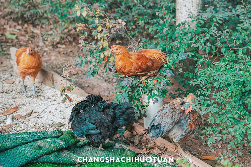 长沙这些隐藏的私房美食,长沙十大私藏小众餐厅