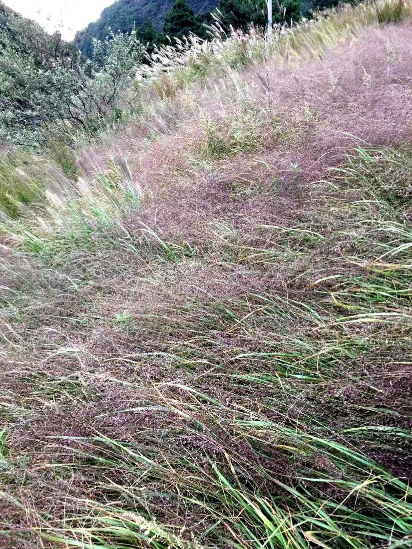 徽杭古道两天一晚来回徒步攻略,一日徽杭古道徒步攻略