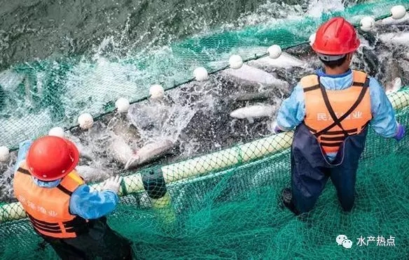 全国虹鳟鱼各省产量,青海虹鳟鱼市场份额