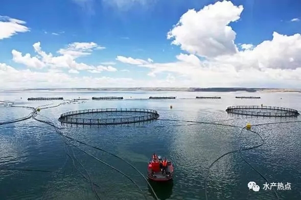 全国虹鳟鱼各省产量,青海虹鳟鱼市场份额