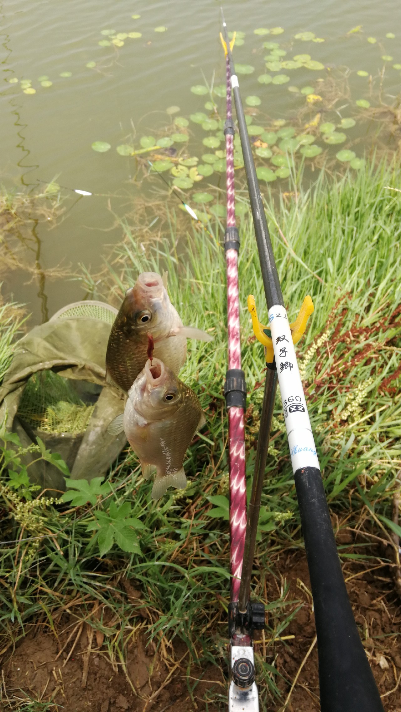 冬季钓鱼窝料配方最新秘方,野钓窝料秘方大揭秘大板鲫的克星