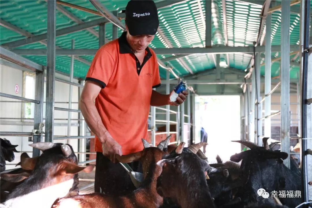 巧念“羊经”发“羊财”，嵛山镇的这本“脱贫致富经”一定要看