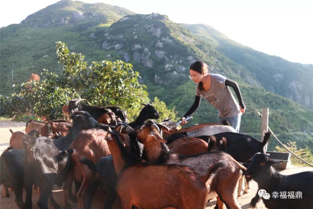 巧念“羊经”发“羊财”，嵛山镇的这本“脱贫致富经”一定要看