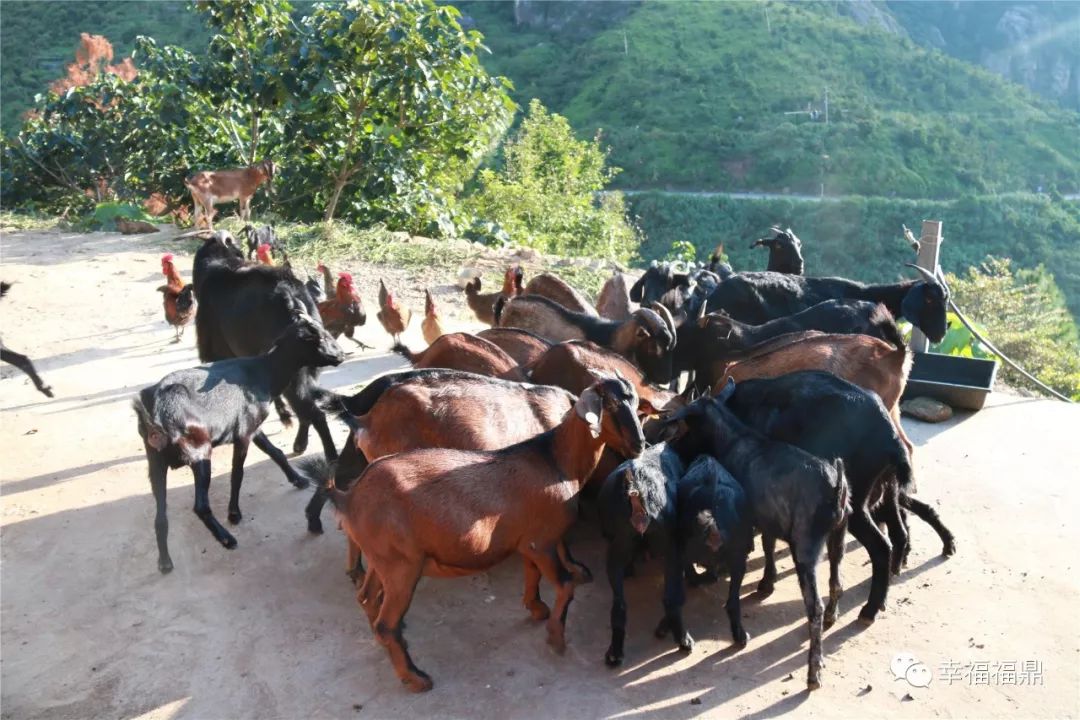 巧念“羊经”发“羊财”，嵛山镇的这本“脱贫致富经”一定要看