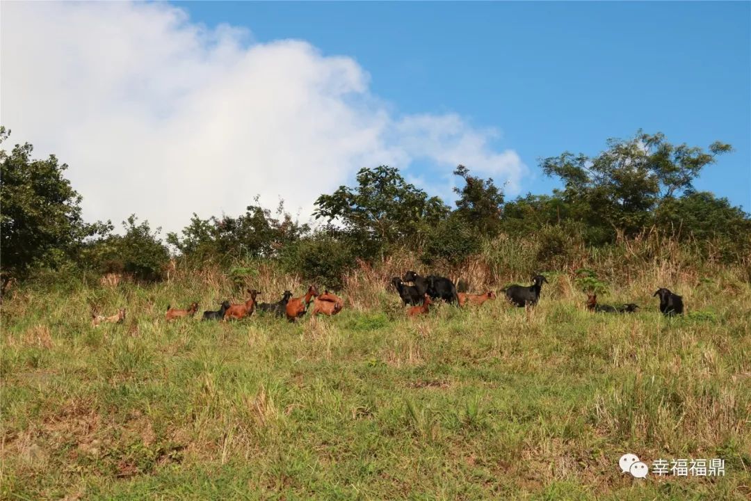 巧念“羊经”发“羊财”，嵛山镇的这本“脱贫致富经”一定要看