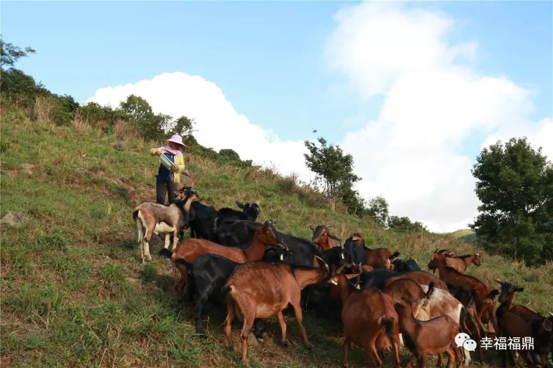 巧念“羊经”发“羊财”，嵛山镇的这本“脱贫致富经”一定要看