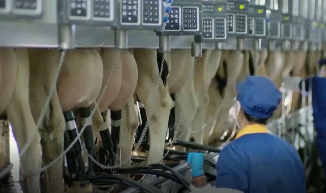 驼奶钙片,高营养有机奶