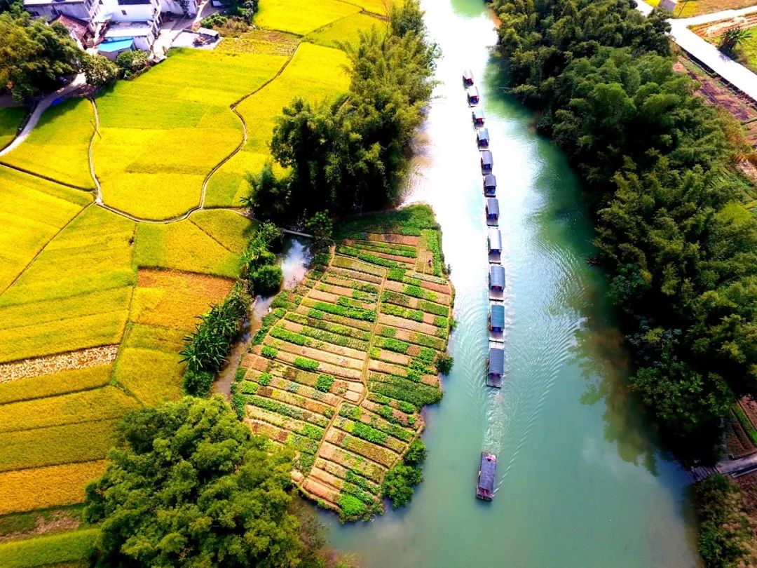 国庆广西明仕田园,崇左明仕田园风景区几月份好看