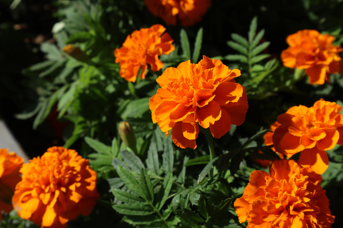 佳能eosm6mark2参数调节,佳能vlog神器v10