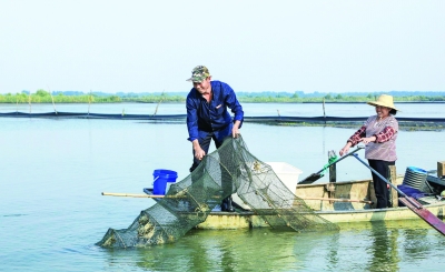 阳澄湖大闸蟹横行天下,洪泽湖大闸蟹