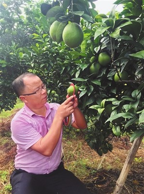 大学生袁经礼——回乡创业当果农引领乡亲奔富路