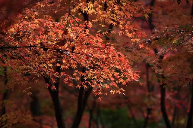 80%的人都想不到的赏秋好去处,不能错过的日本赏枫胜地
