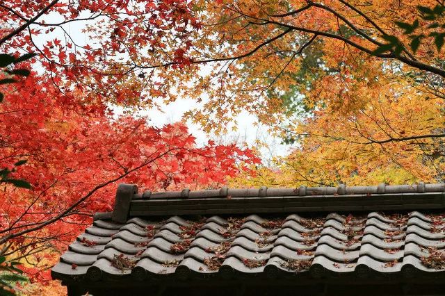 80%的人都想不到的赏秋好去处,不能错过的日本赏枫胜地