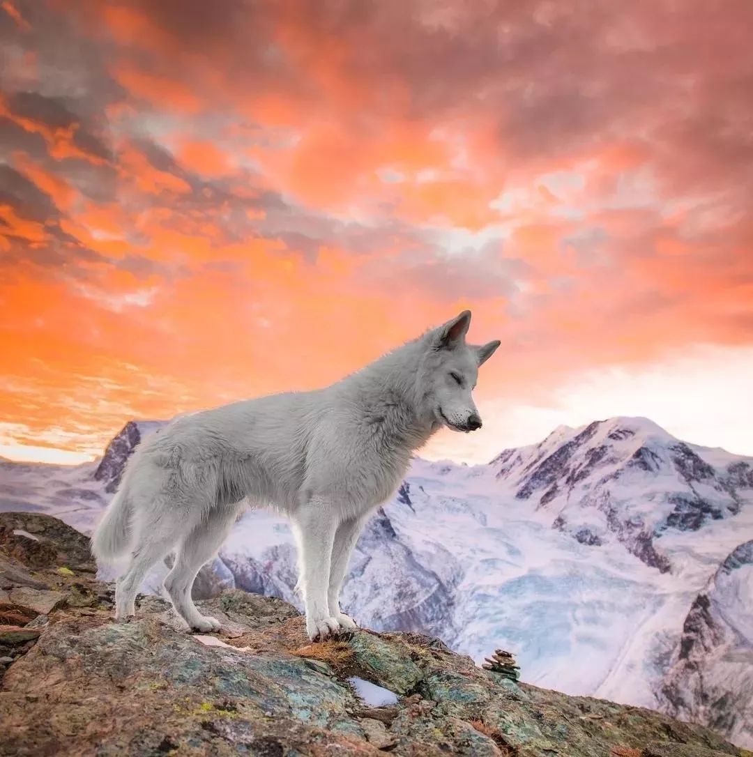 纯白色德牧是咋回事,黑白杂色德牧