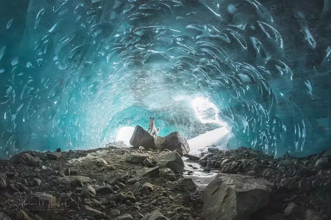 纯白色德牧是咋回事,黑白杂色德牧