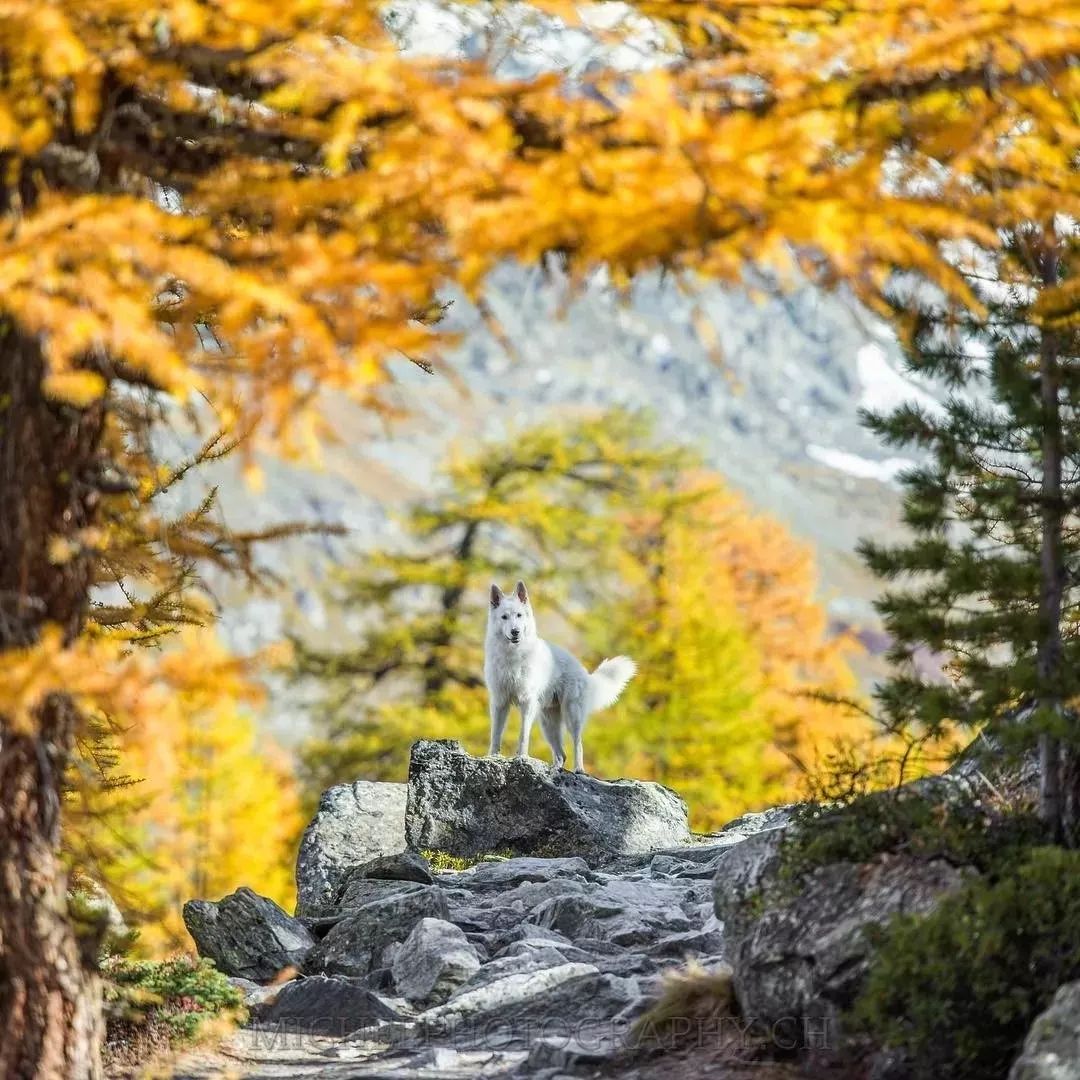 纯白色德牧是咋回事,黑白杂色德牧