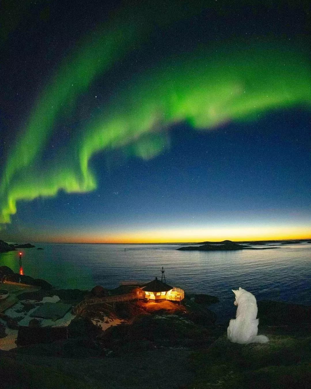 纯白色德牧是咋回事,黑白杂色德牧