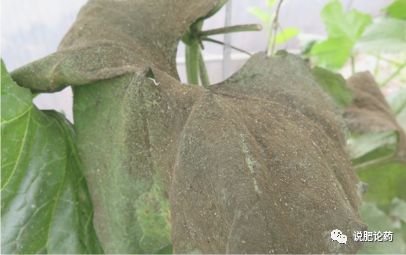 最前沿的小瓜虫病防治方法,利用瓢虫防治蚜虫的生物防治方法