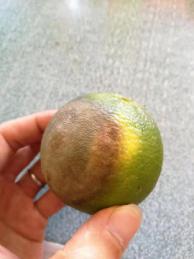 柑橘褐腐疫霉病怎么治,柑橘疫腐病农药