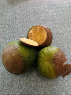 柑橘褐腐疫霉病怎么治,柑橘疫腐病农药