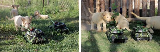 南通森林野生动物园中国大马戏,南通野生动物园国际大马戏座位数
