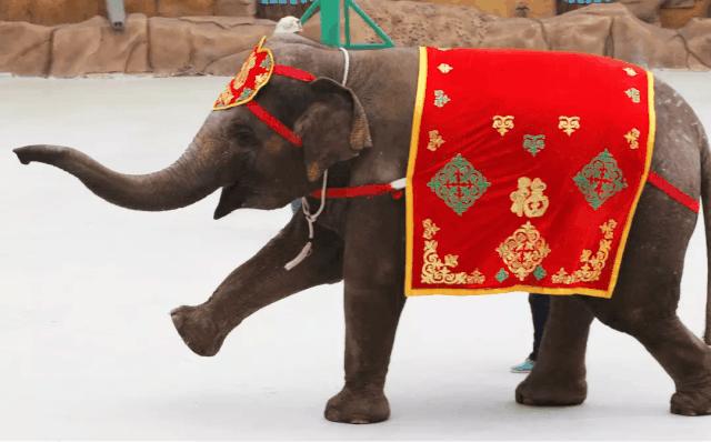 南通森林野生动物园中国大马戏,南通野生动物园国际大马戏座位数