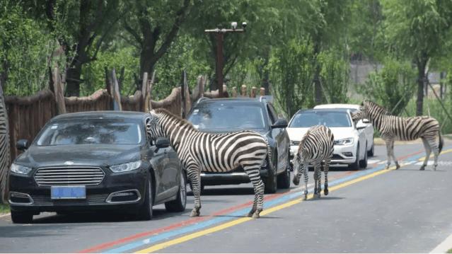 南通森林野生动物园中国大马戏,南通野生动物园国际大马戏座位数