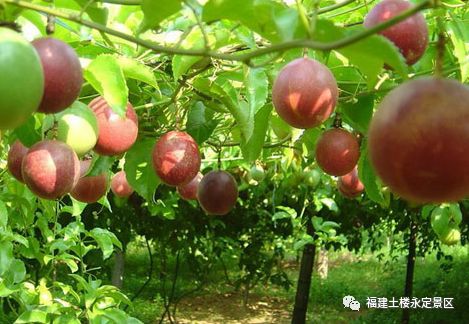 「欢度国庆」永定土楼第六届柿子丰收节完整游玩攻略来了