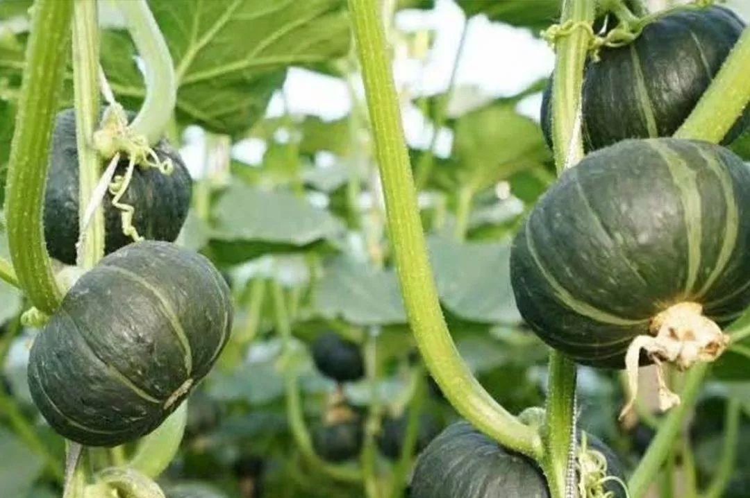 喜迎国庆醉美土楼|借问酒家何处有？拳王争霸风情街！我有酒，你有故事吗？