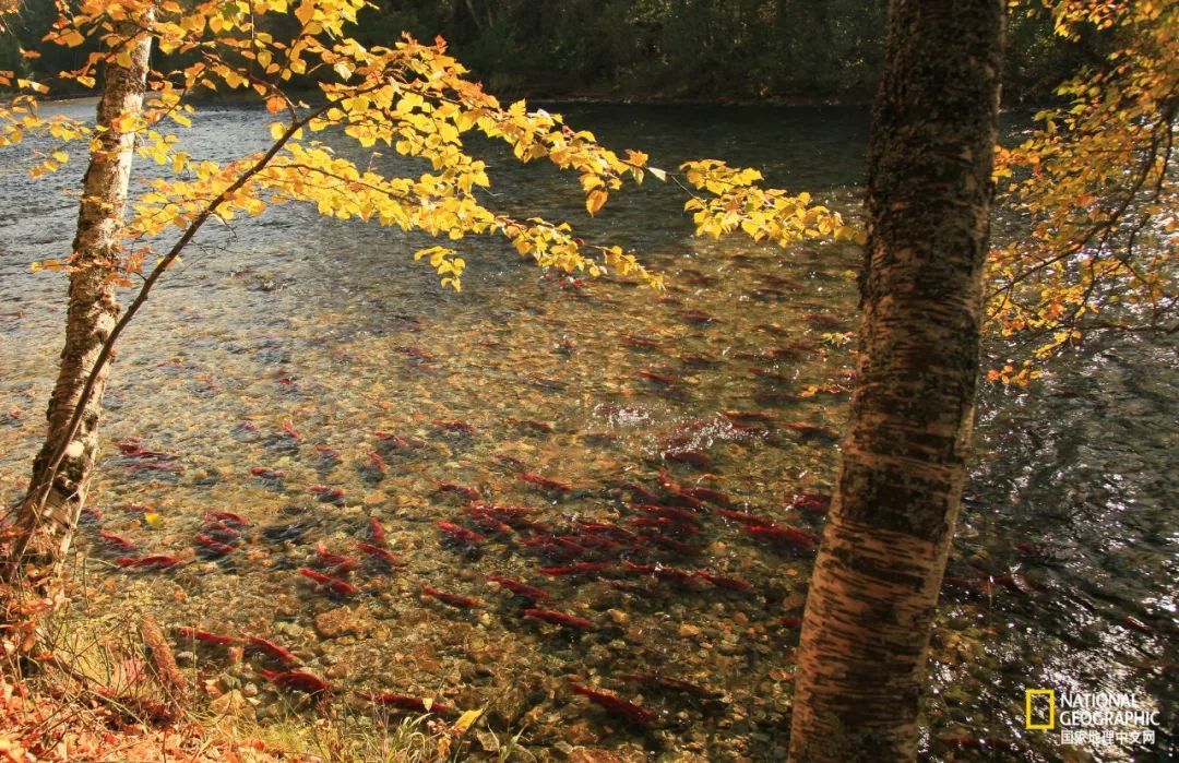 去加拿大必去景点有哪些地方,在加拿大10月中旬旅游地点推荐