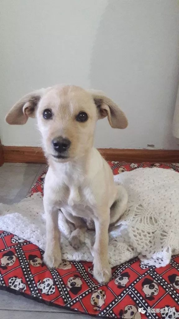 灏忛噾姣涜鍏诲涔呮墠鍙互鍙樻垚澶х嫍,閲戞瘺灏忔椂鍊欓兘鏄偦瀛愬悧