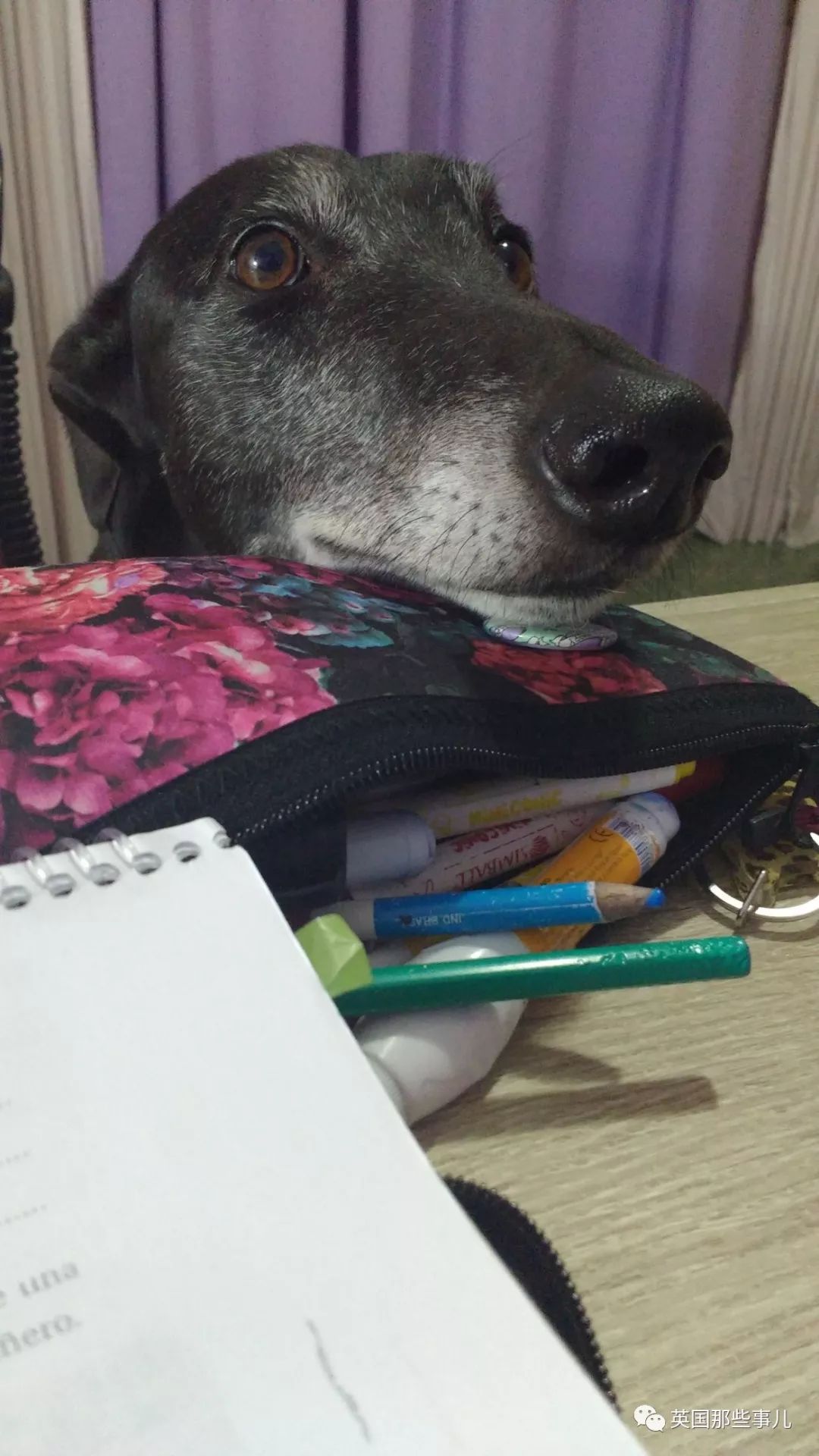 灏忛噾姣涜鍏诲涔呮墠鍙互鍙樻垚澶х嫍,閲戞瘺灏忔椂鍊欓兘鏄偦瀛愬悧