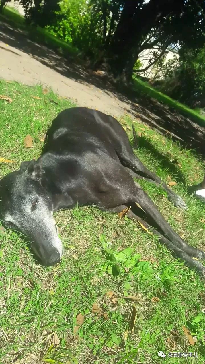 灏忛噾姣涜鍏诲涔呮墠鍙互鍙樻垚澶х嫍,閲戞瘺灏忔椂鍊欓兘鏄偦瀛愬悧