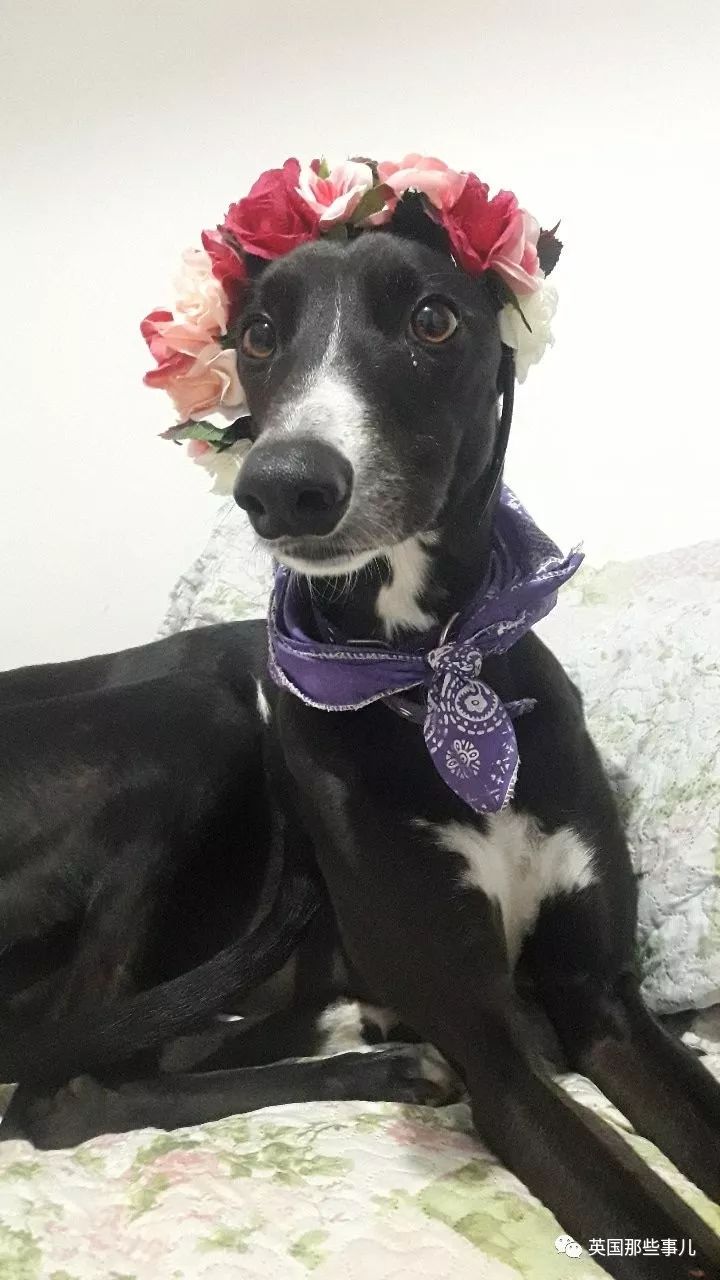 灏忛噾姣涜鍏诲涔呮墠鍙互鍙樻垚澶х嫍,閲戞瘺灏忔椂鍊欓兘鏄偦瀛愬悧