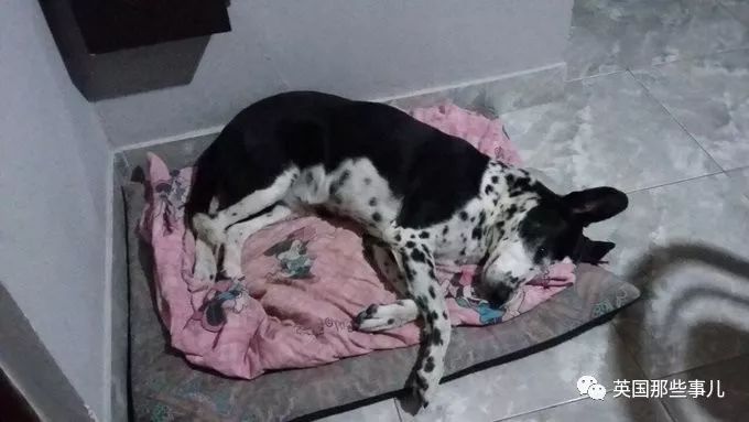 灏忛噾姣涜鍏诲涔呮墠鍙互鍙樻垚澶х嫍,閲戞瘺灏忔椂鍊欓兘鏄偦瀛愬悧